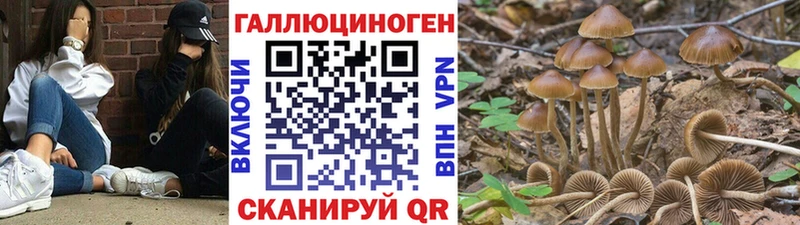 купить  сайты  Новотроицк  Галлюциногенные грибы GOLDEN TEACHER 